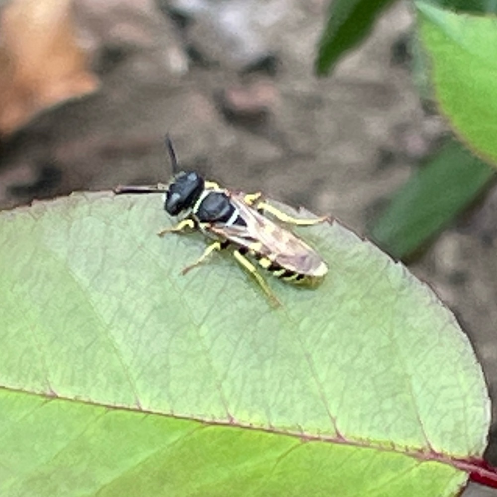 Bienenwolf