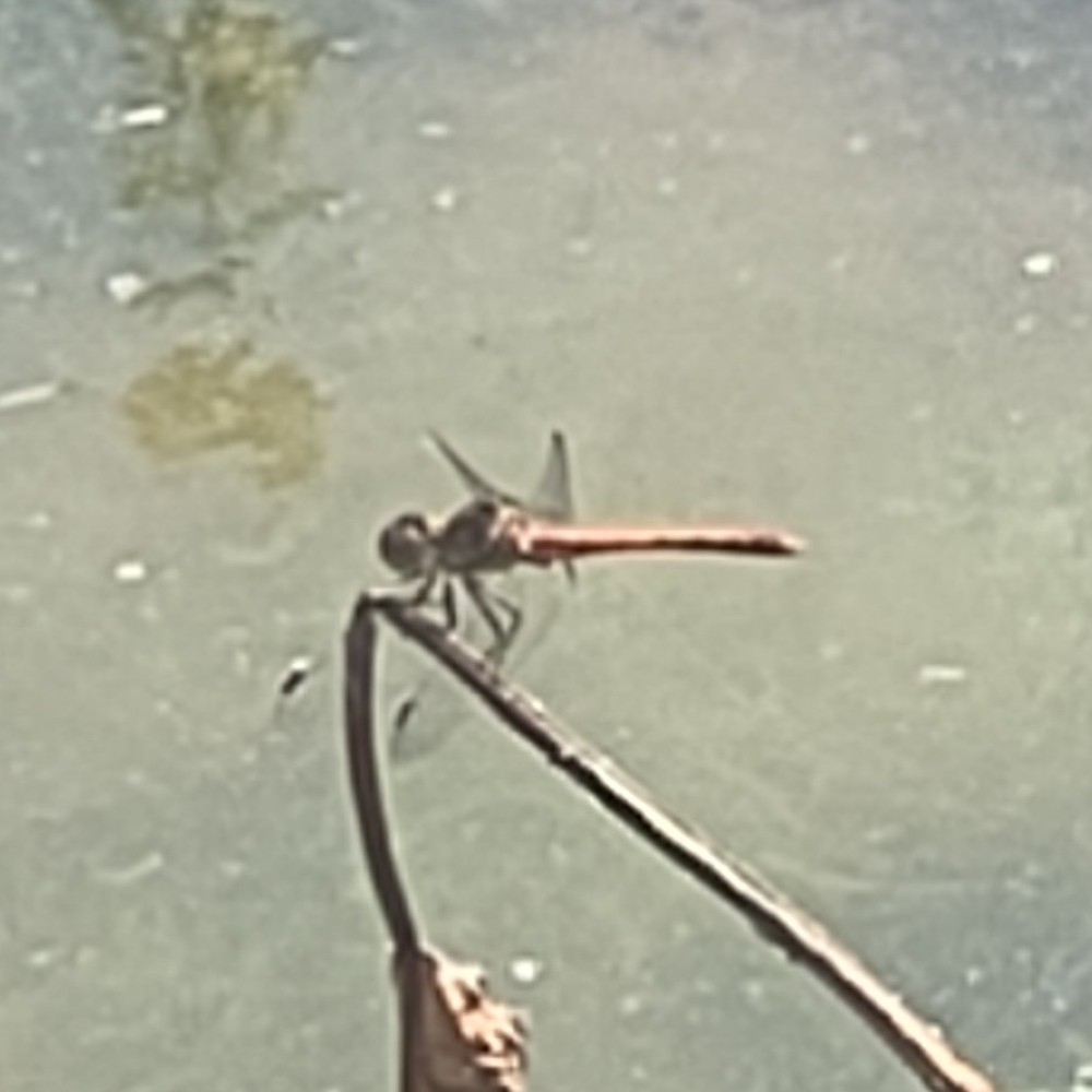 Heidelibelle Unbest