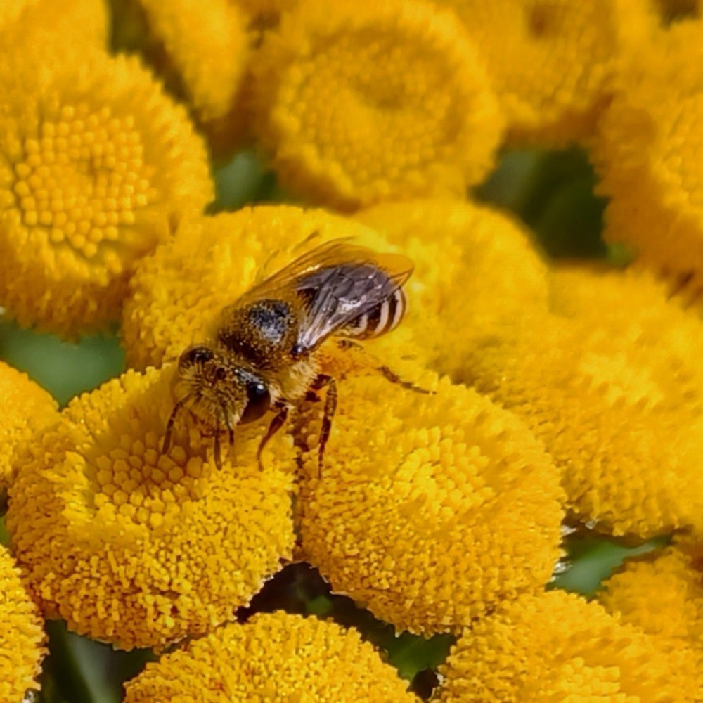 Colletes Daviesanus Fodiens Similis