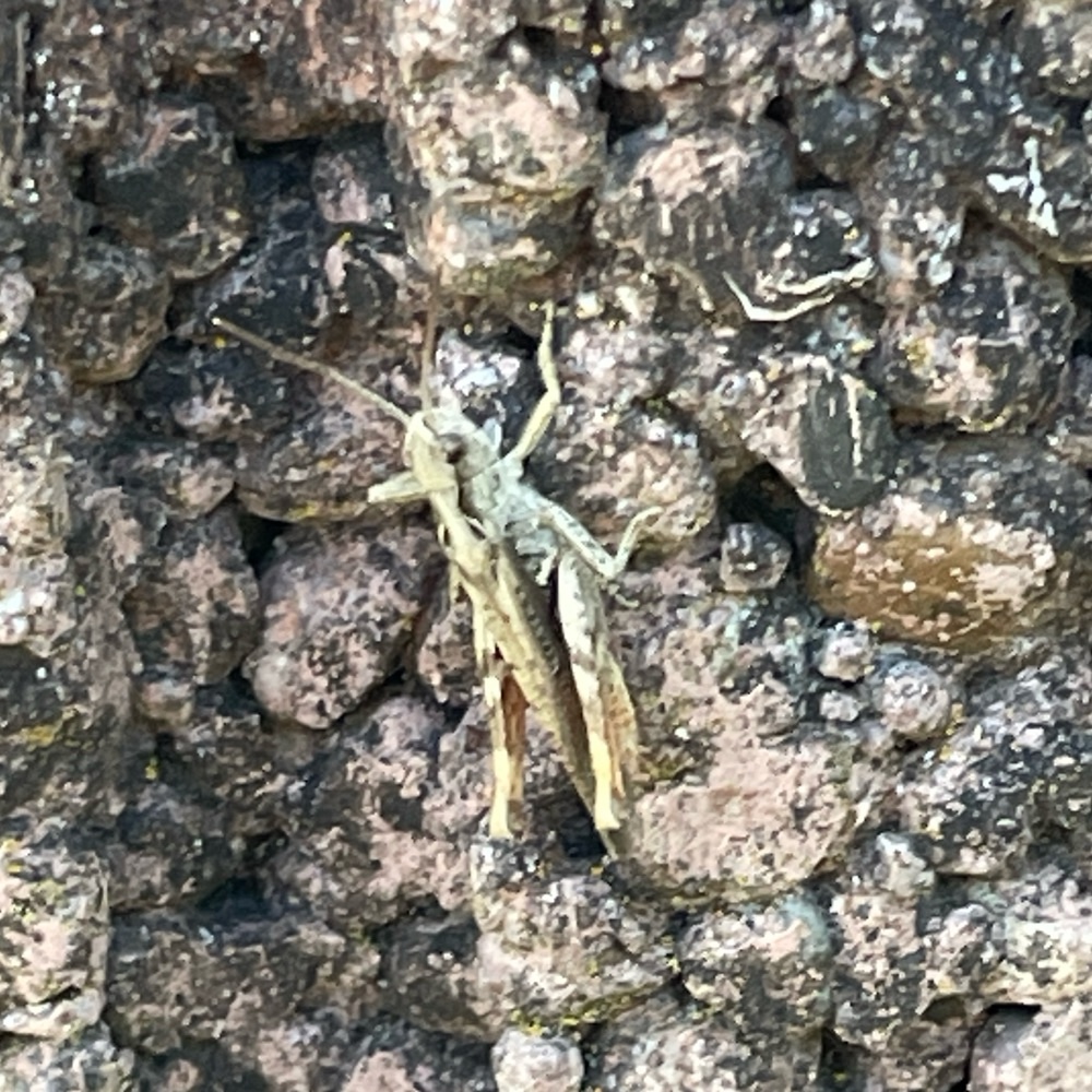 Nachtigall Grashuepfer