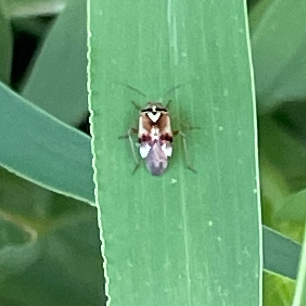 Gemeine Wiesenwanze