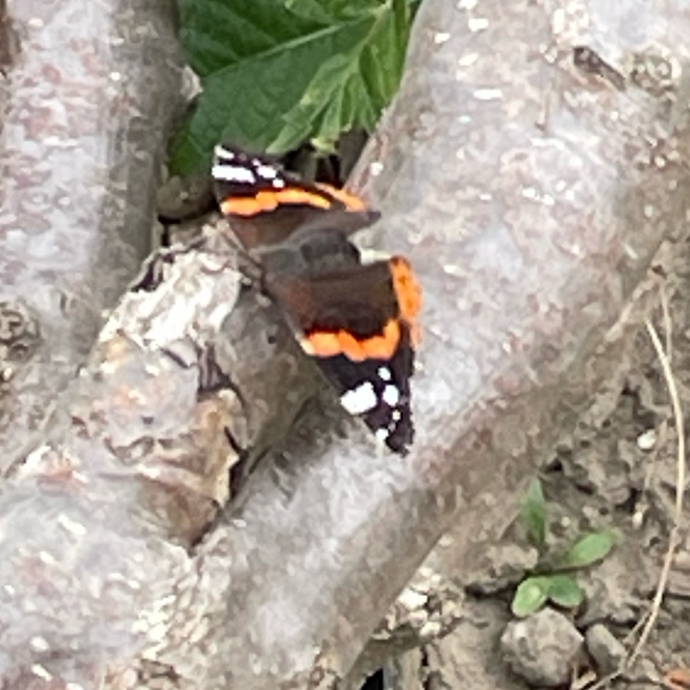 Admiral