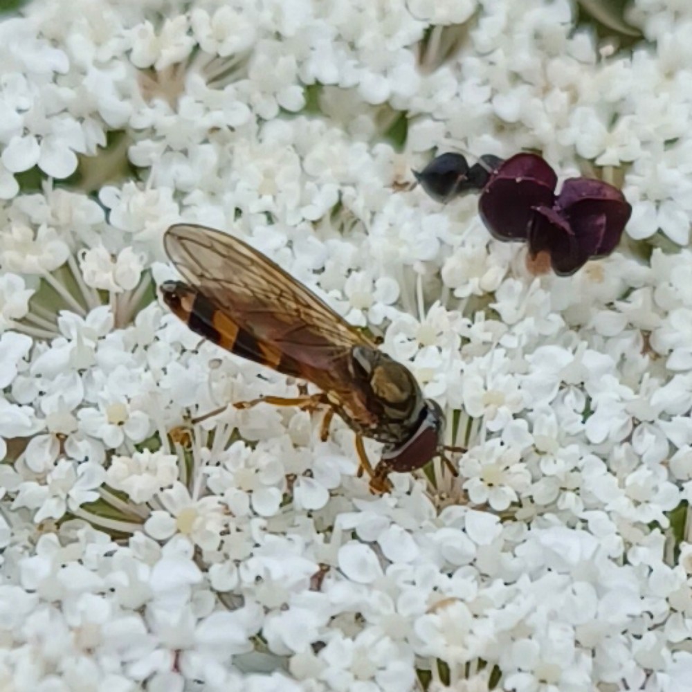Matte Schwarzkopf Schwebfliege