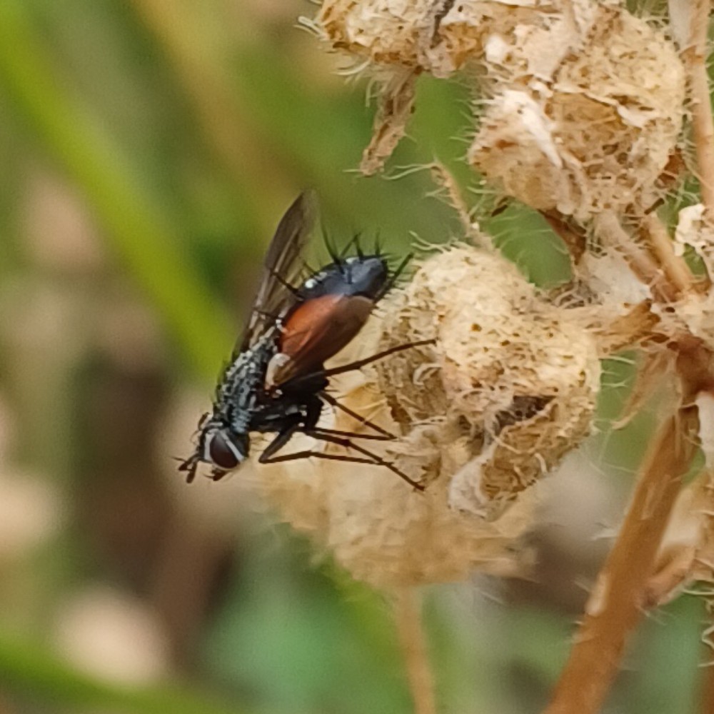 Rotgefleckte Raupenfliege