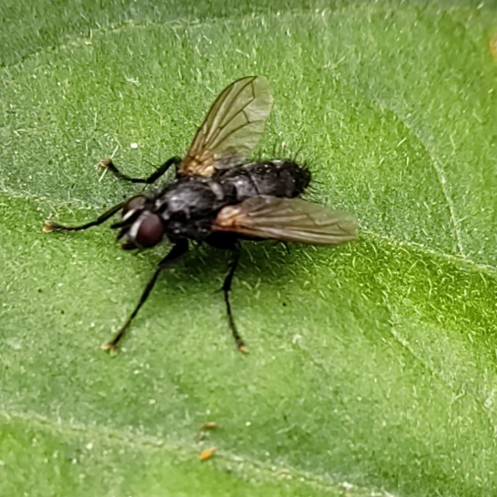 Raupenfliege Unbest