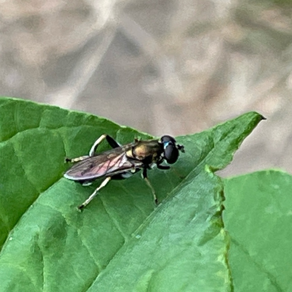 Gemeine Langbauch Schwebfliege