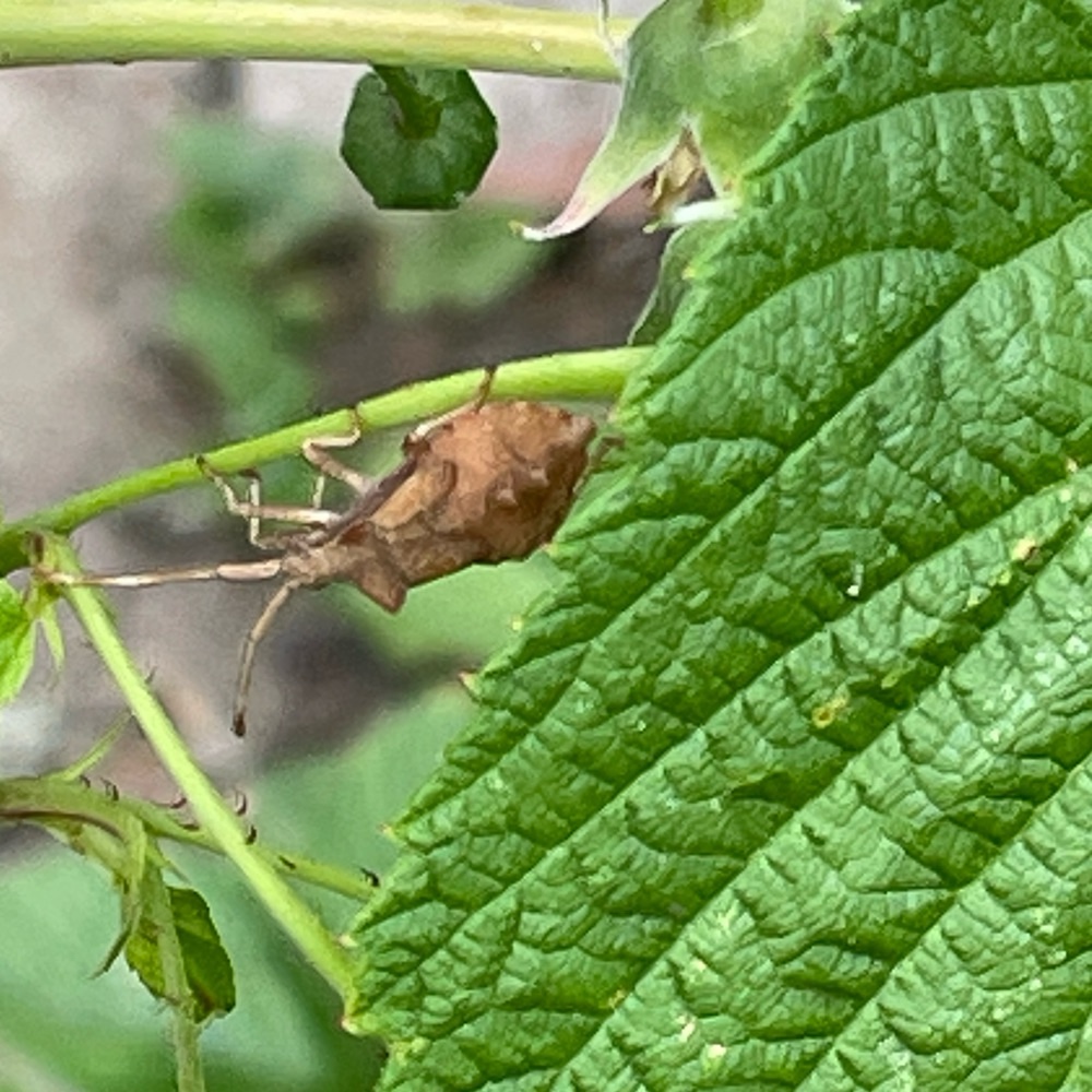 Lederwanze