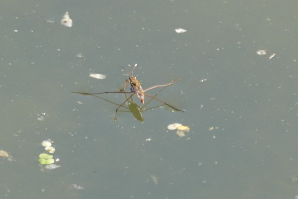 Wasserlaeufer Unbest