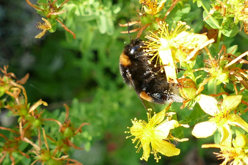 Dunkle Erdhummel Hellgelbe Erdhummel Grosse Erdhummel Kryptarum Erdhummel