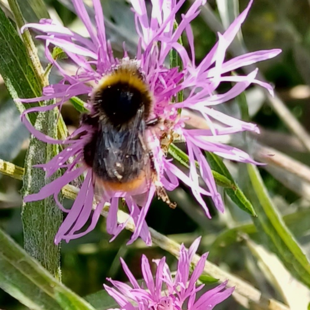 Steinhummel