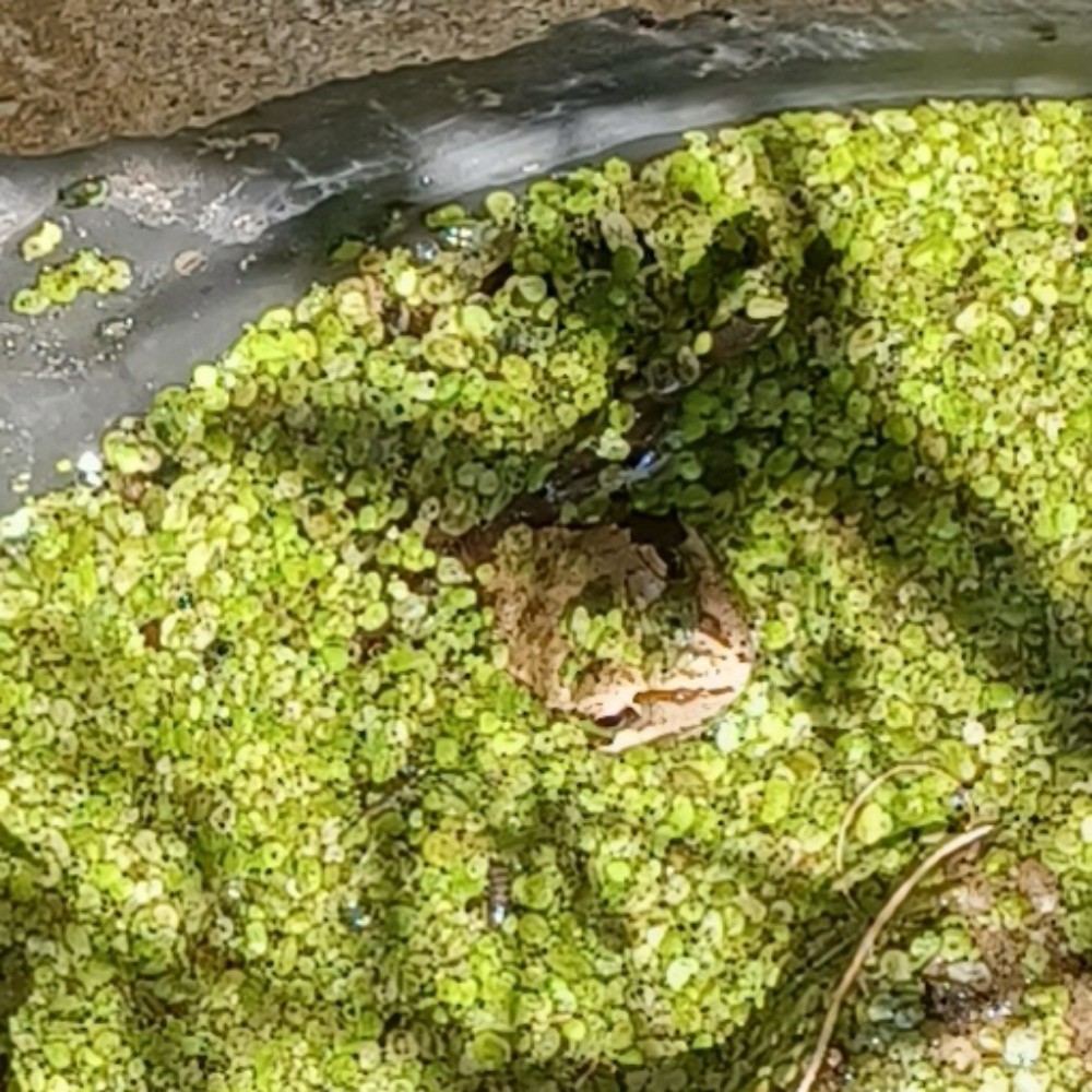 Grasfrosch