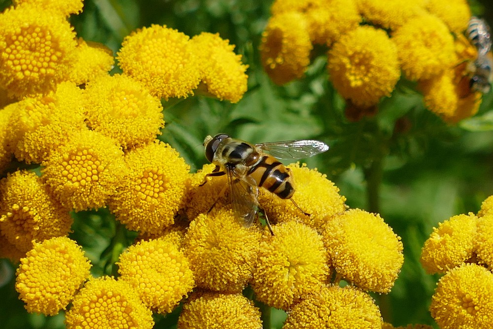 Totenkopf Schwebfliege