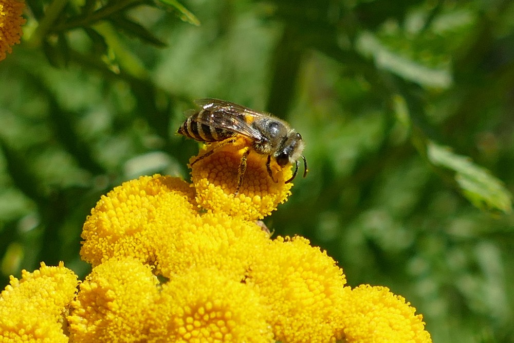 Colletes Daviesanus Fodiens Similis