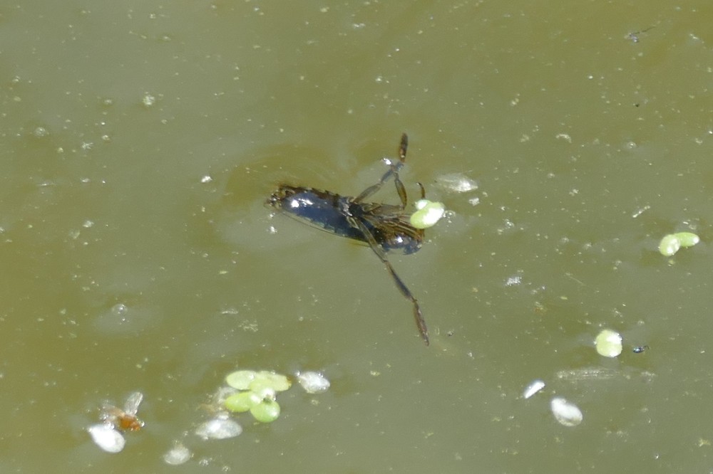 Rueckenschwimmer Unbest