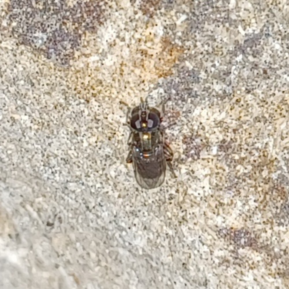 Eumerus Spec