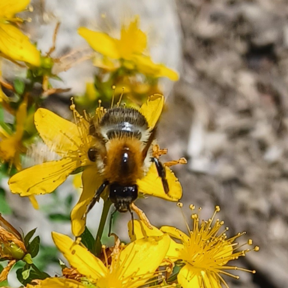 Ackerhummel