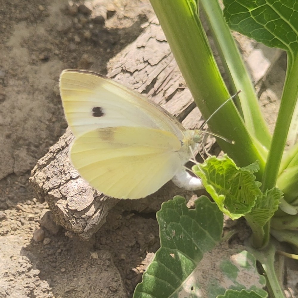 Kleiner Kohlweissling