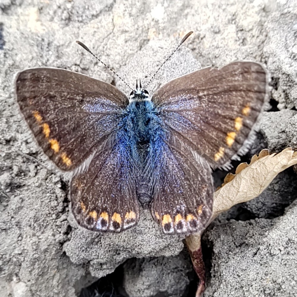 Hauhechel Blaeuling