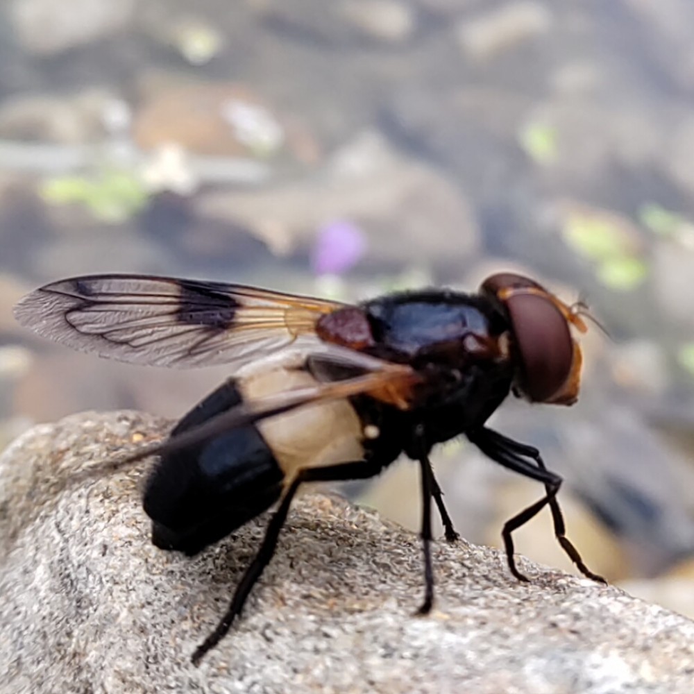 Gemeine Hummel Schwebfliege