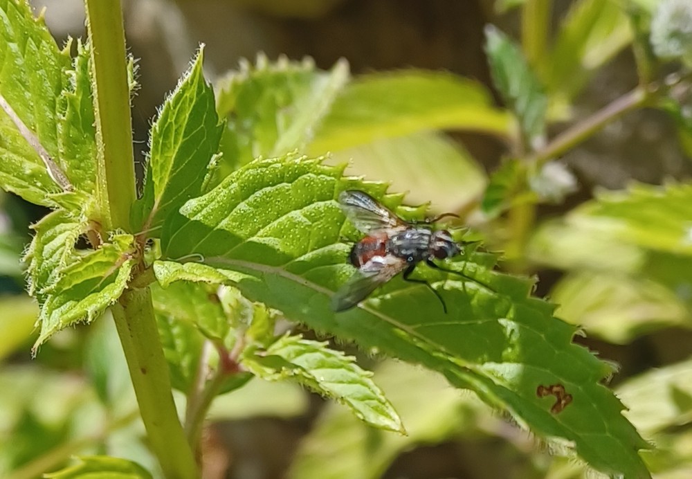 Rotgefleckte Raupenfliege