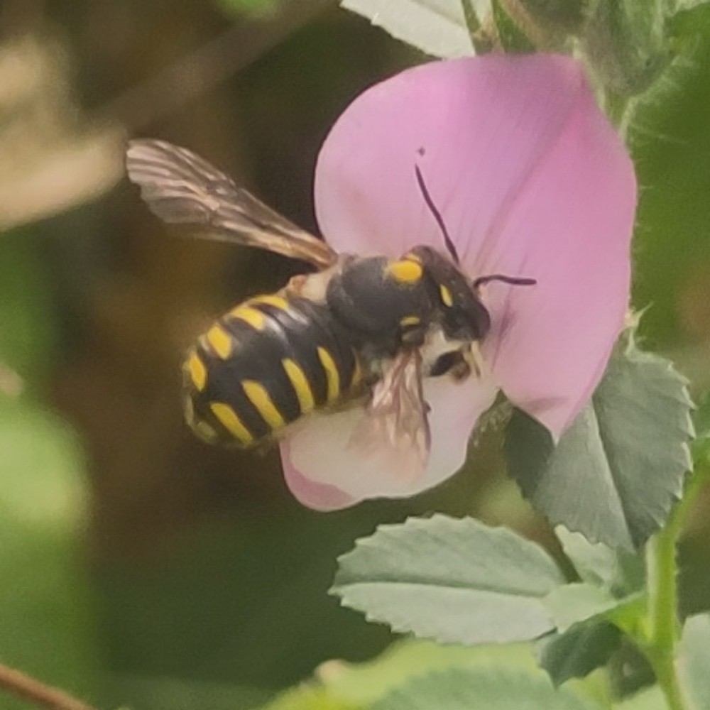 Garten Wollbiene