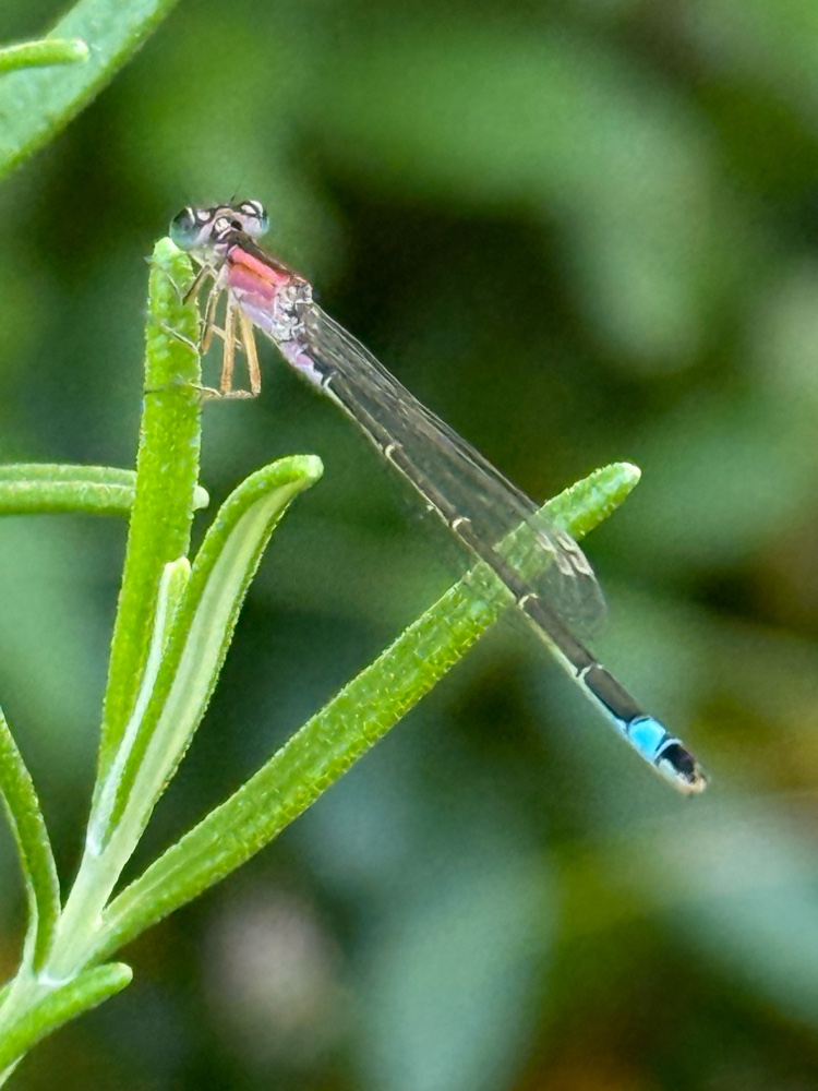 Grosse Pechlibelle