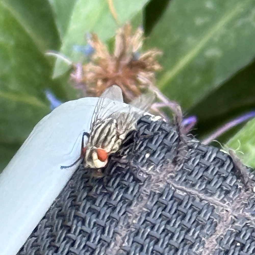 Echte Fleischfliege Unbest