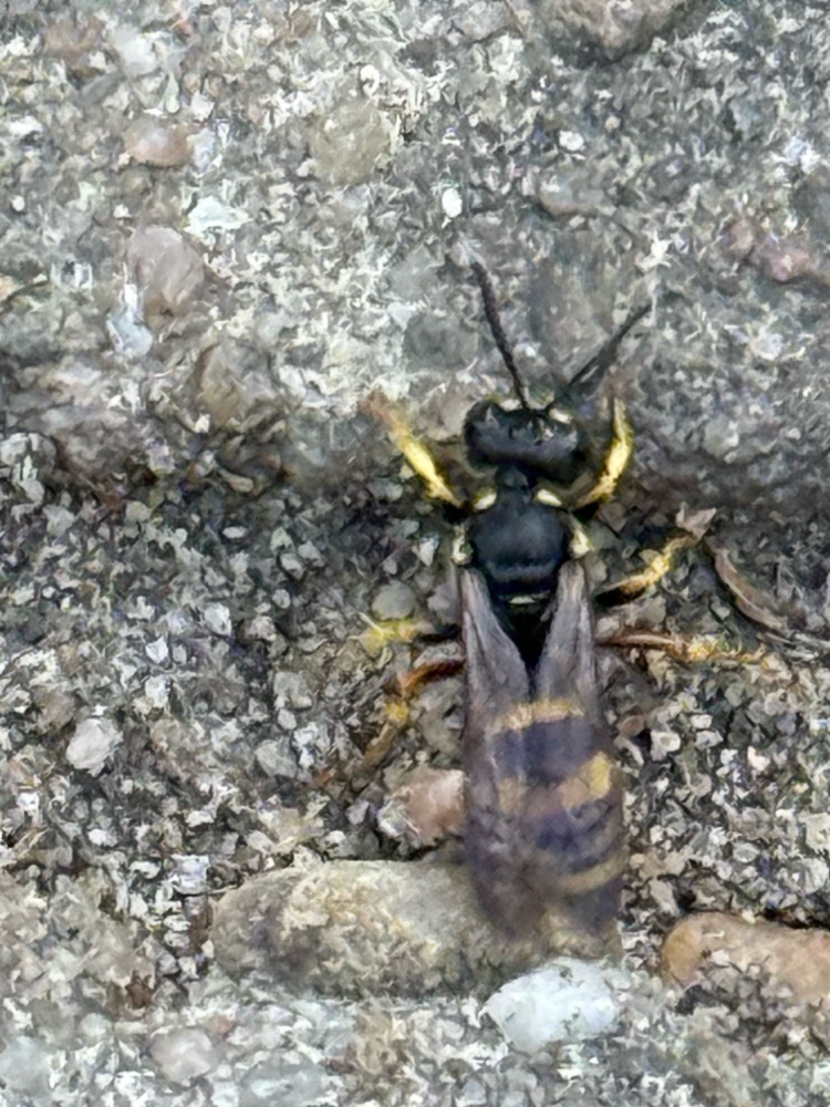Bienenjagende Knotenwespe