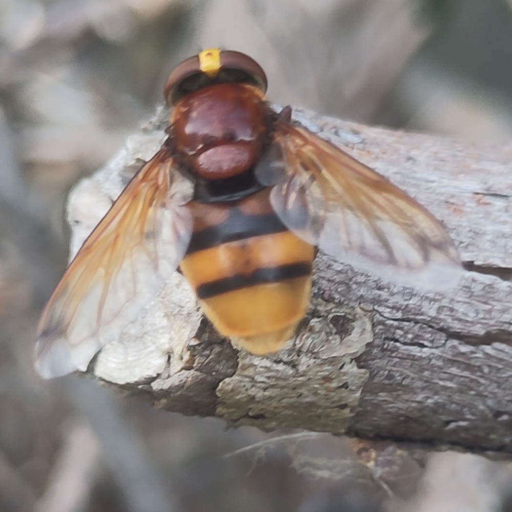 Hornissenschwebfliege