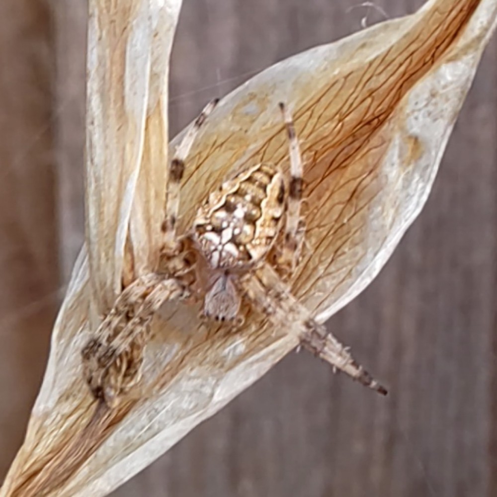 Gartenkreuzspinne