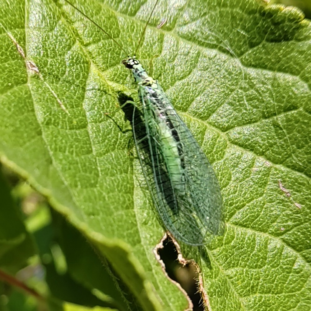 Gruenes Perlenauge