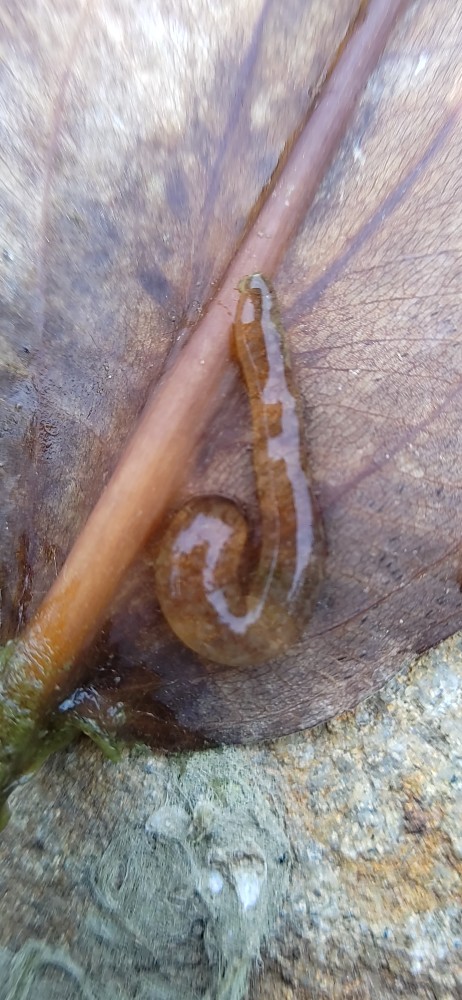 Egel Unbest