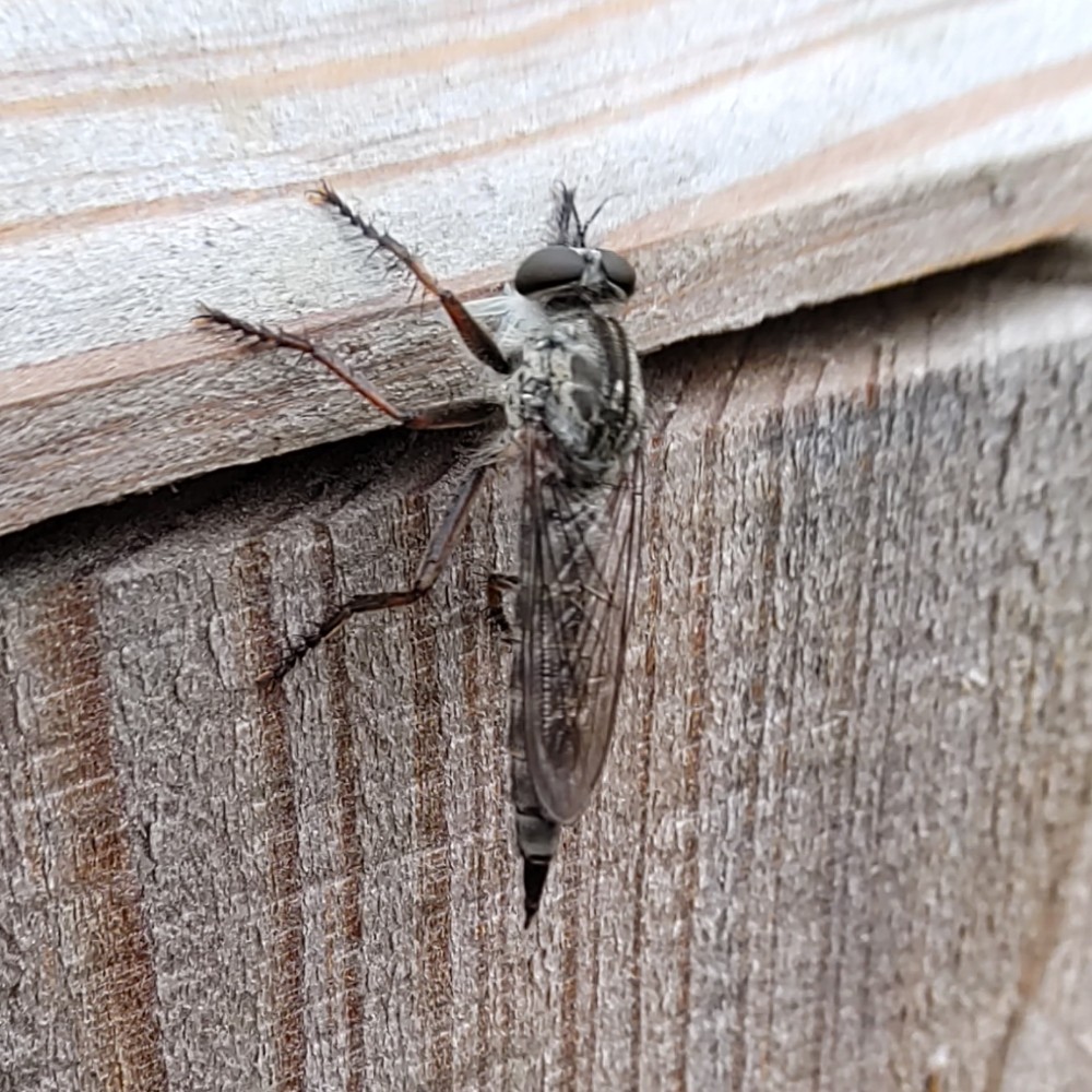 Schwarzhaar Raubfliege