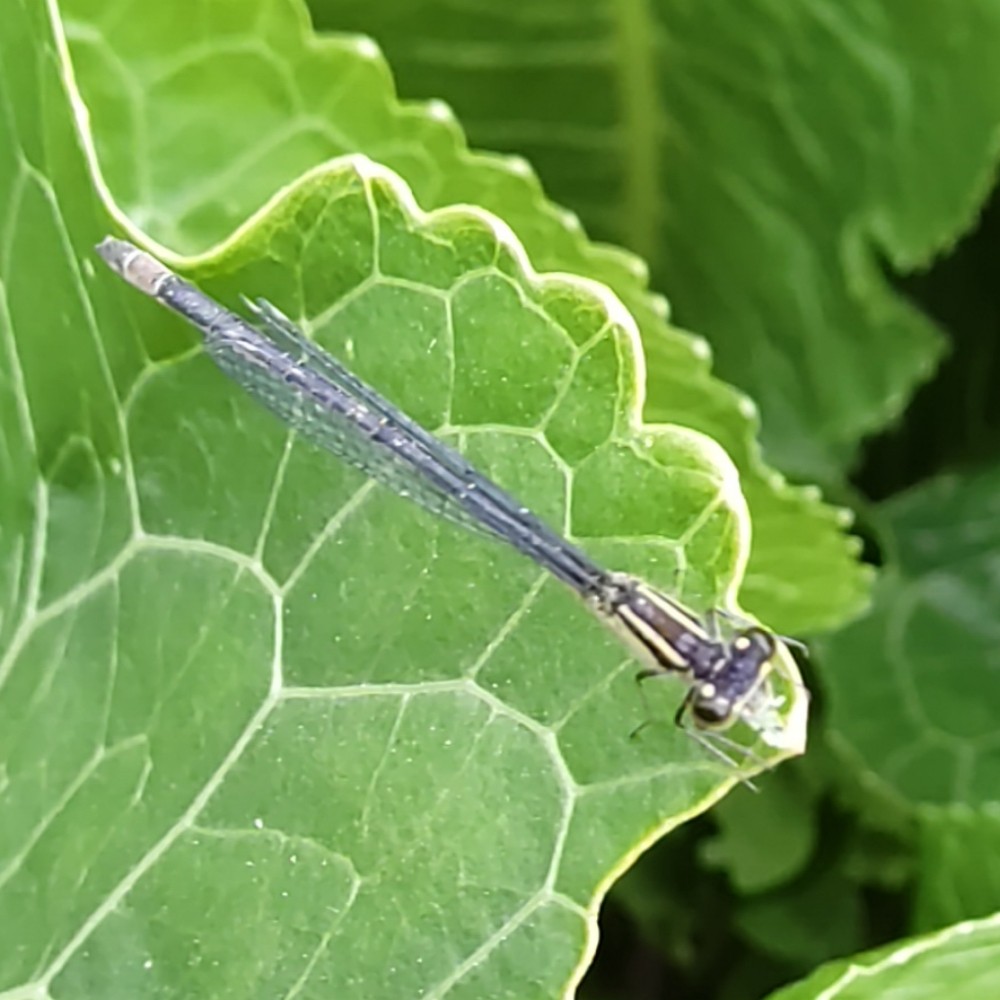 Grosse Pechlibelle
