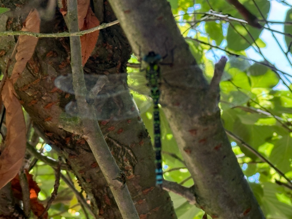 Blaugruene Mosaikjungfer