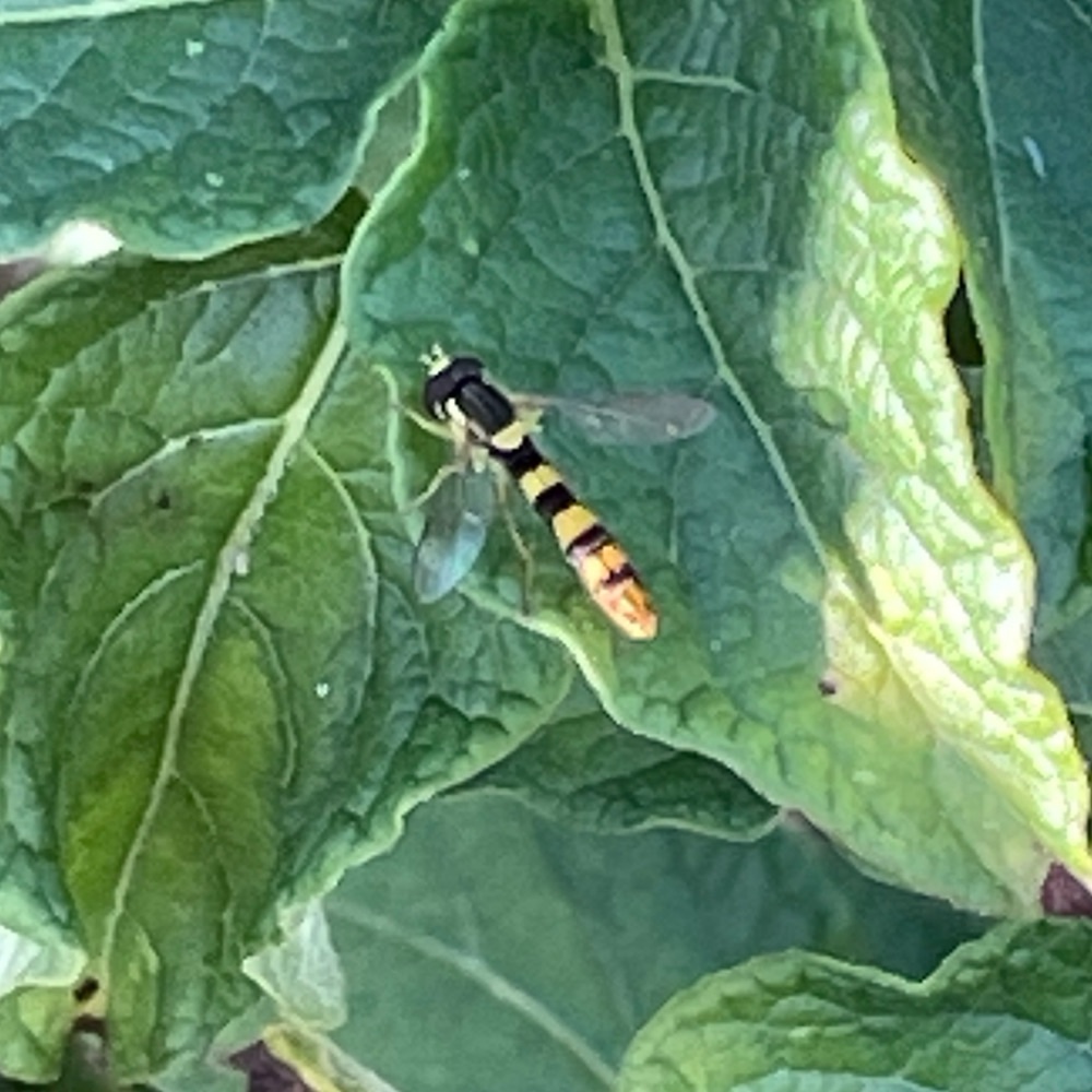 Gewoehnliche Langbauchschwebfliege