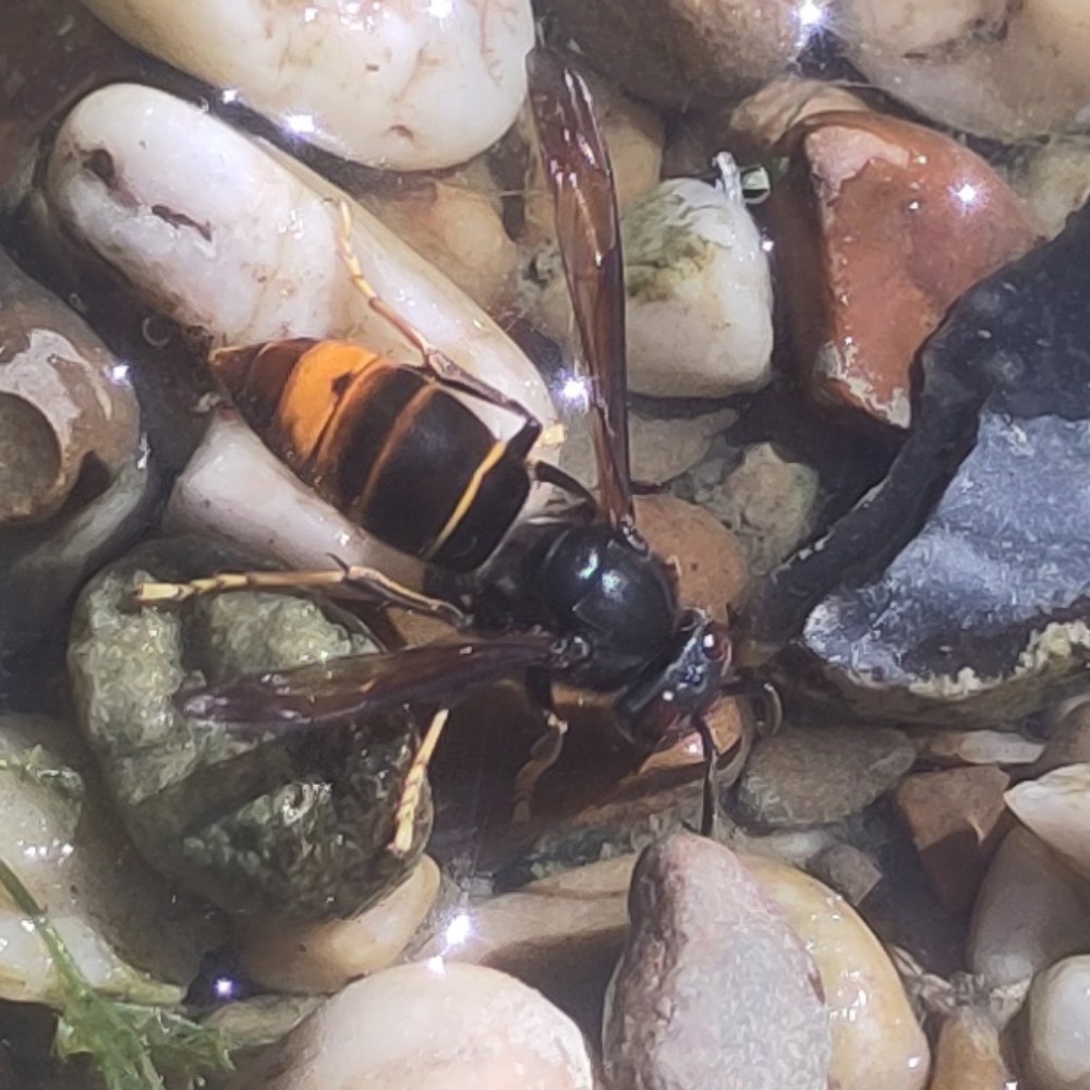 Asiatische Hornisse