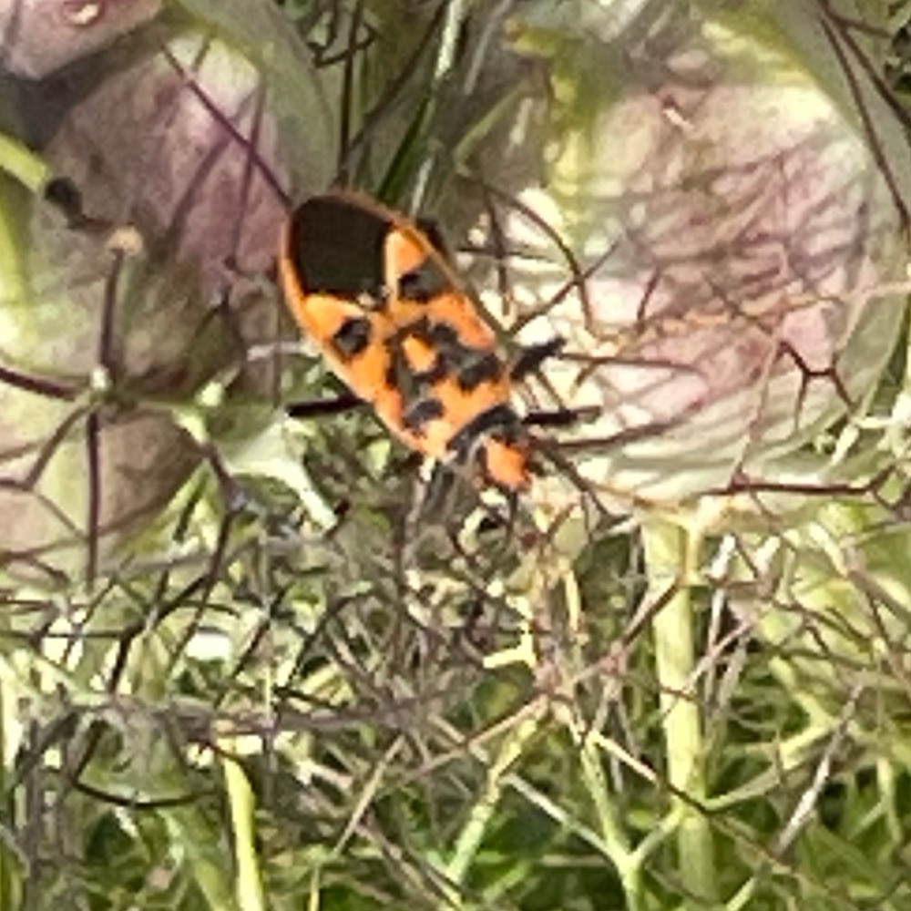 Zimtwanze