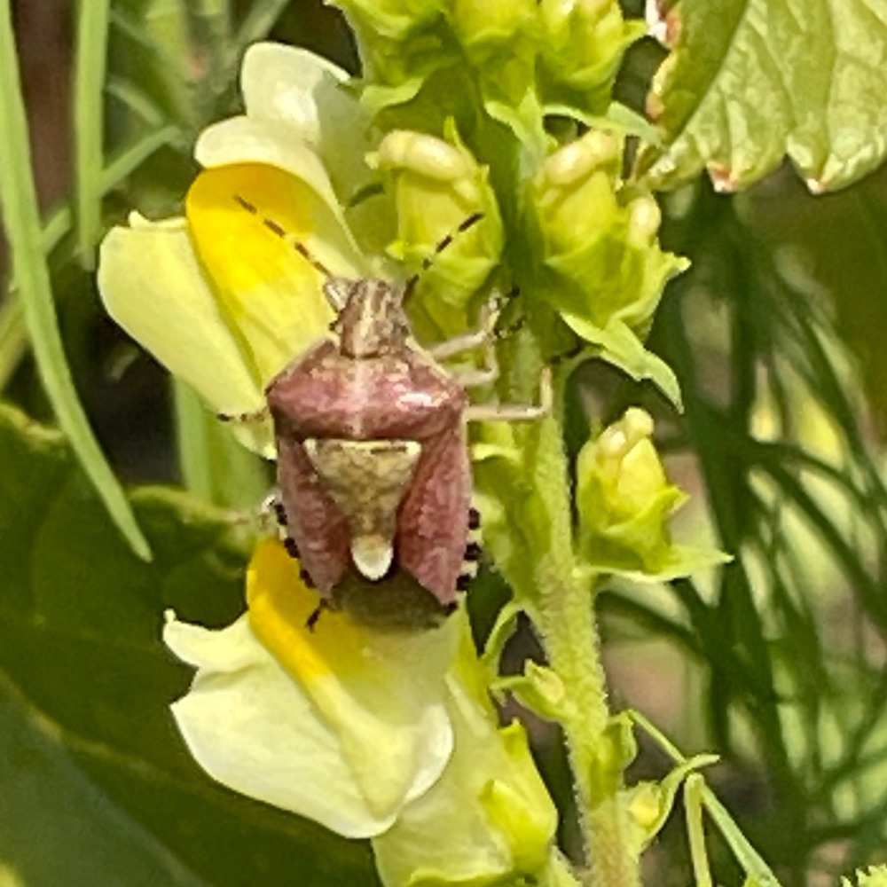 Beerenwanze