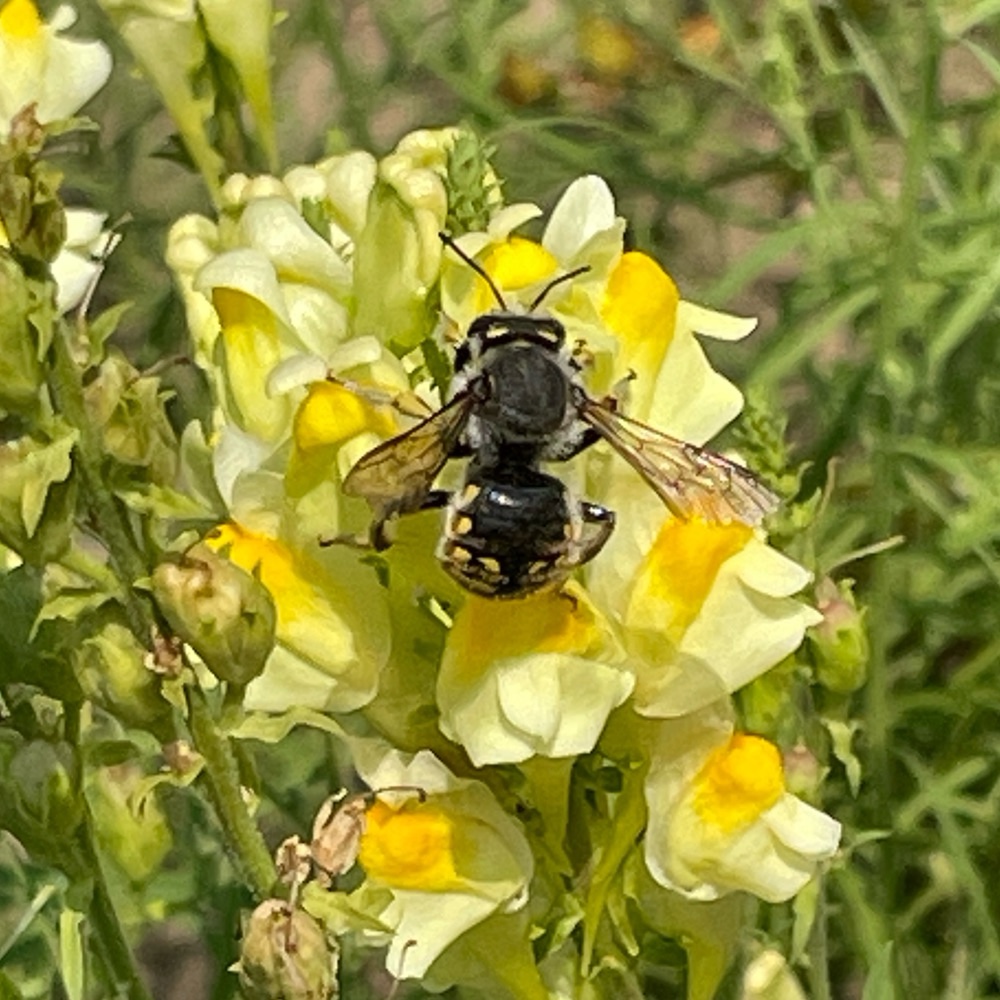 Garten Wollbiene