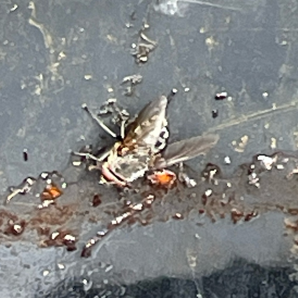 Pollenia Spec