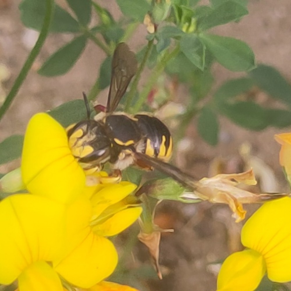 Garten Wollbiene