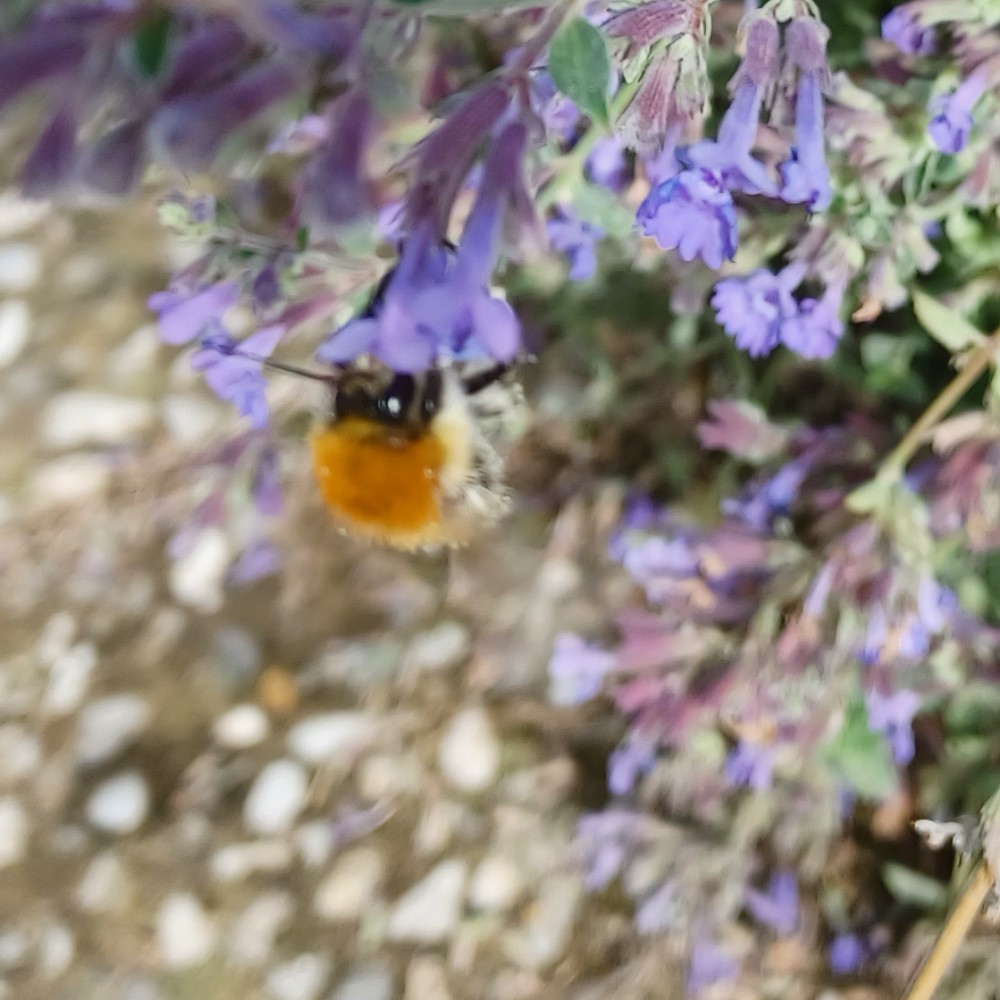 Ackerhummel