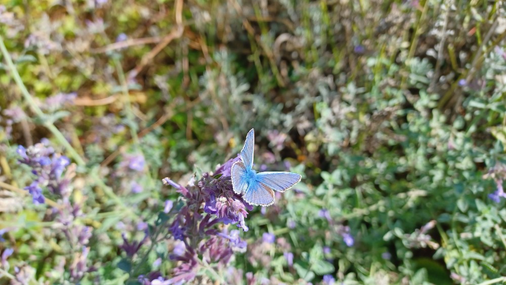 Hauhechel Blaeuling