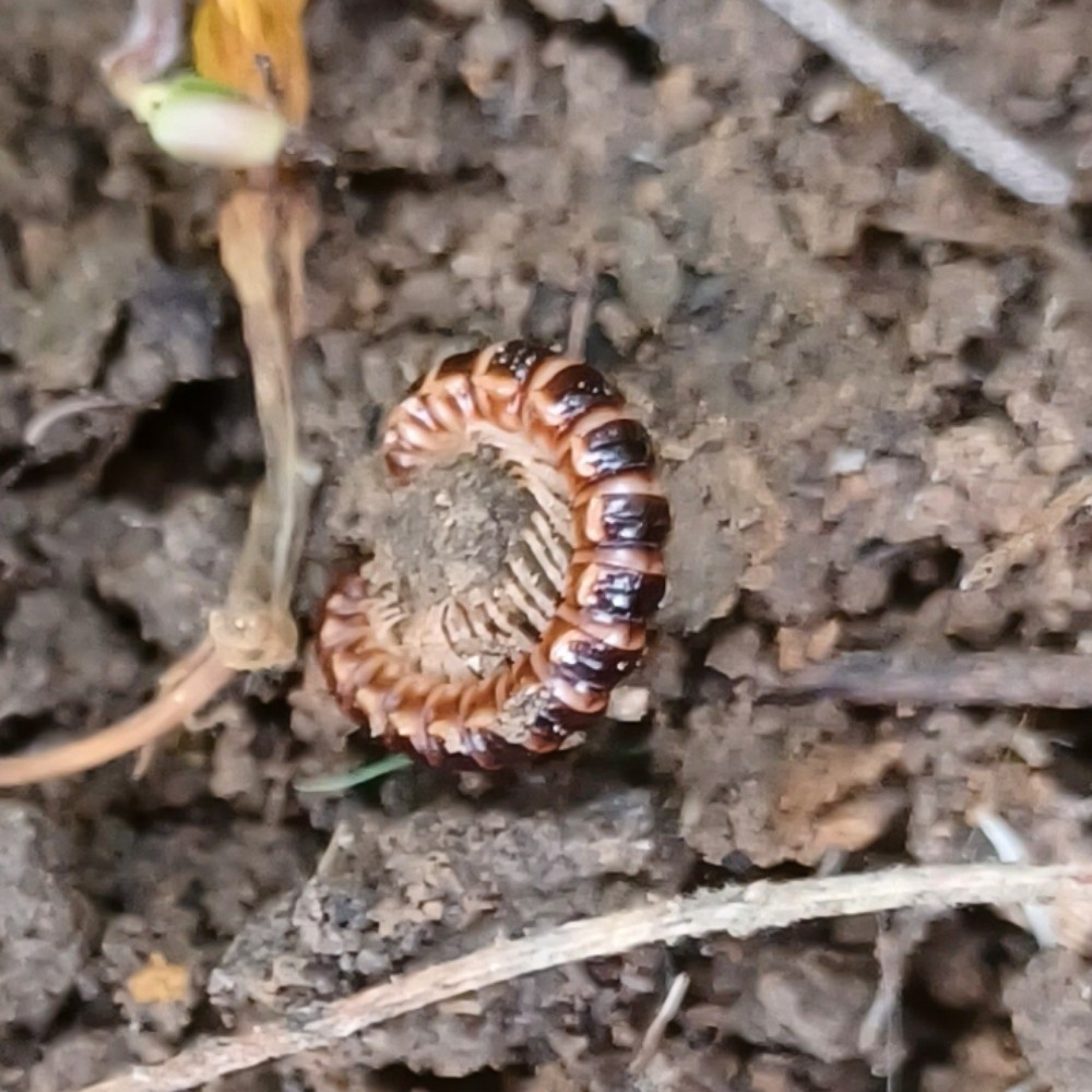 Oxidus Gracilis