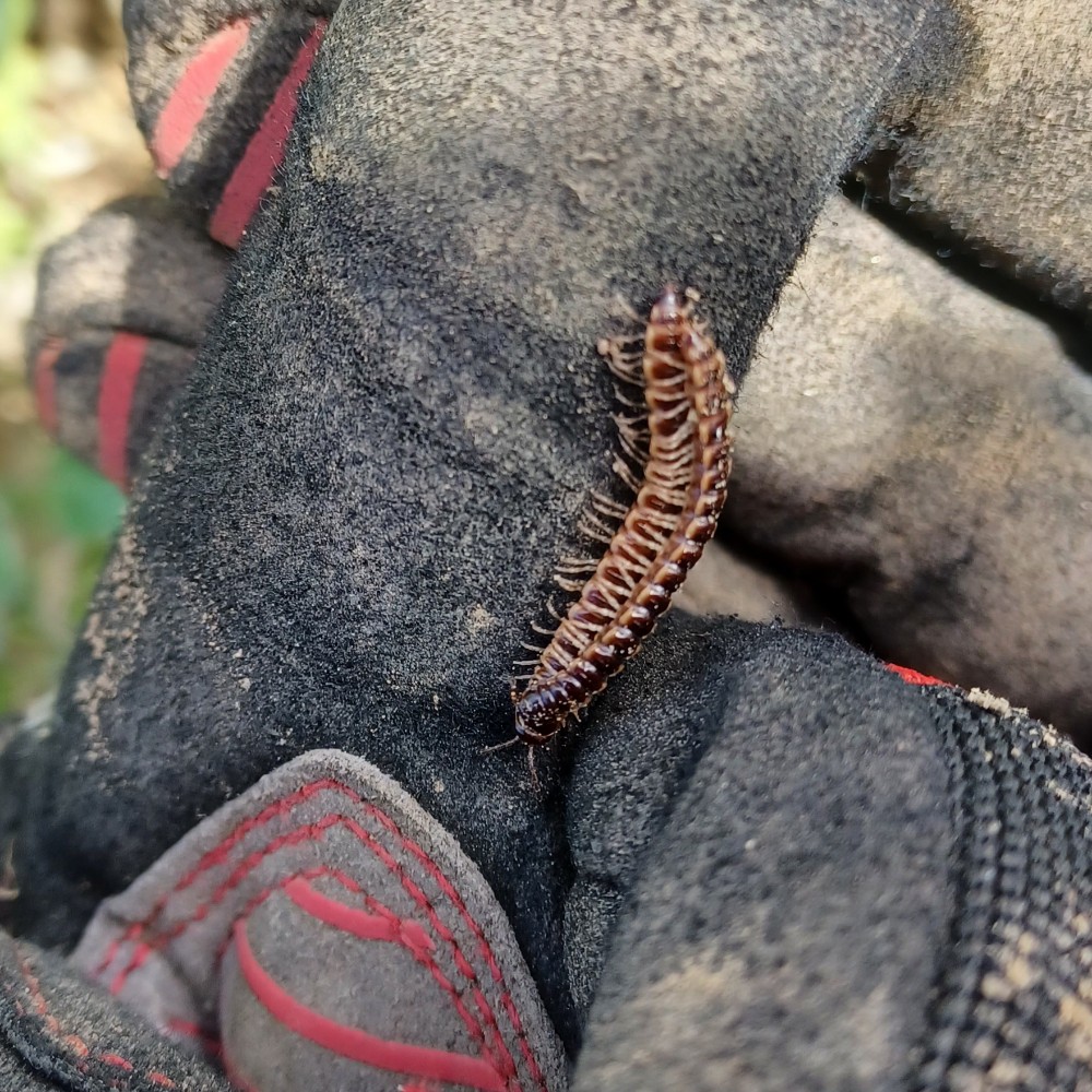Oxidus Gracilis
