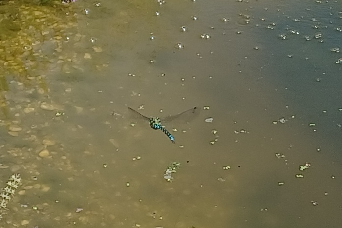 Blaugruene Mosaikjungfer