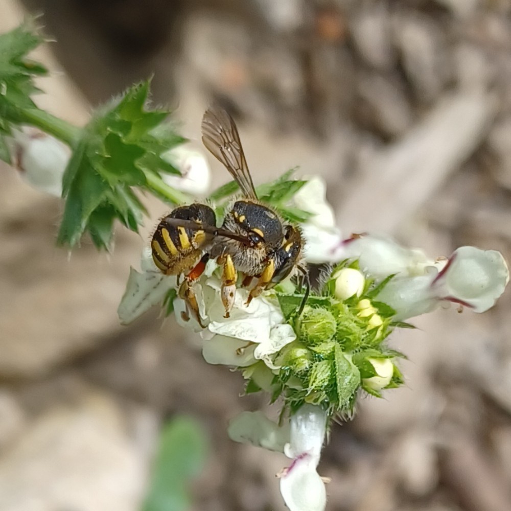 Garten Wollbiene