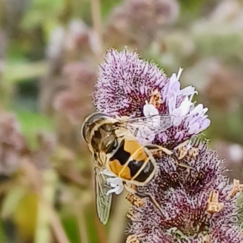 Kleine Keilfleckschwebfliege