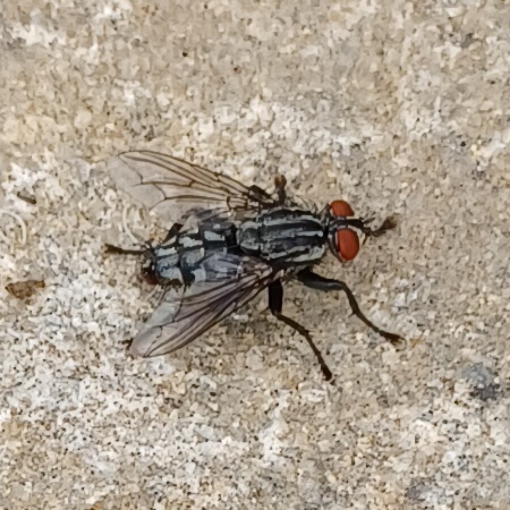 Echte Fleischfliege Unbest